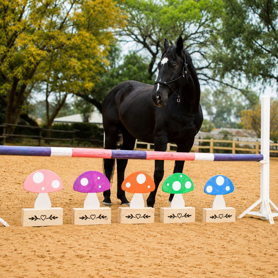 Black horse standing behind pink purple orange green and blue wooden mushroom jump fillers in an arena